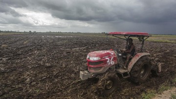 pengembangan-lumbung-pangan-nasional-di-kalteng_169