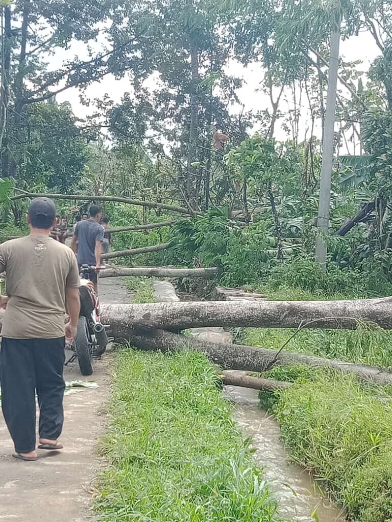 26012021_-_Penampakan_pepohonan_dampak_dari_puting_beliung_di_pasrujambe