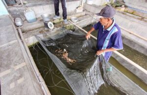 Pandemi-Permintaan-Benih-Ikan-untuk-Kolam-Rumahan-Meningkat-4-1080x694