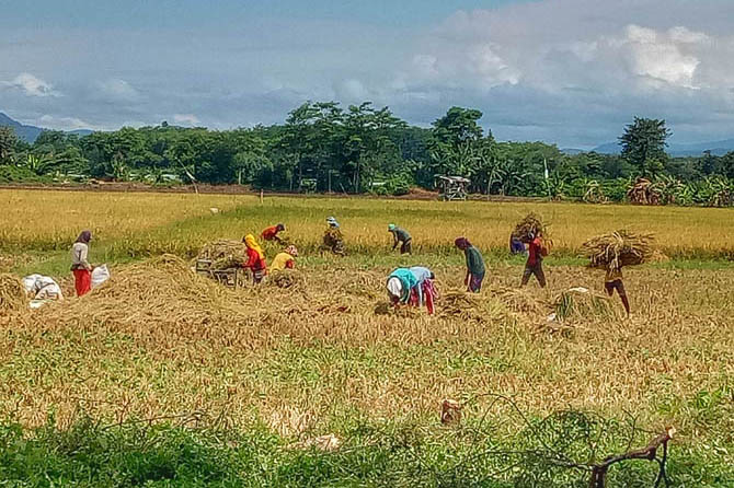 f-Petani-di-Kab-Probolinggo (1)