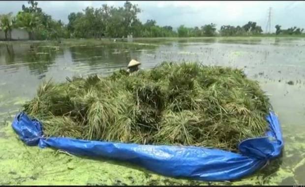 tanaman-padi-terendam-banjir-sungai-avur-petani-di-tuban-panen-dini-wkh