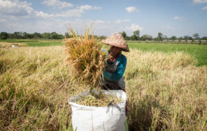 Petani memasukan hasil panen padi ke dalam karung di desa Sudimoro, Boyolali, Jawa Tengah, Kamis (1/10/2020).