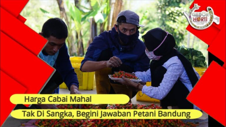 Cabai Mahal, Para Ini Komentar Para Petani di Bandung