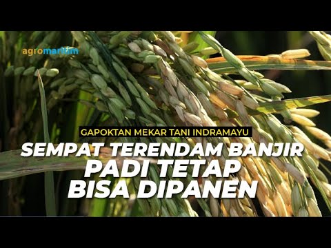 Panen Padi Hasil Aplikasi Pupuk Organik Cair